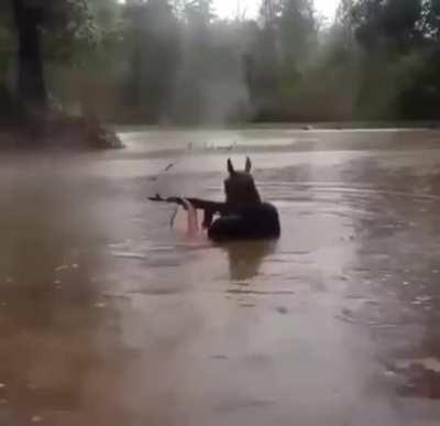 American soldier in vietnam: “oh look there is horse coming out of the river.” The horse: