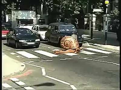 A snail crossing on a zebra crossing.