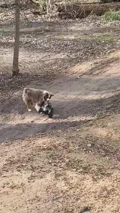 A while back I posted a video of my dog and my R/C track and someone asked if he could flip the car back over. It took a while but he’s got it down!