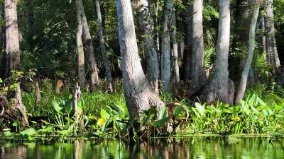 Wild Monkeys in Silver Springs state park.