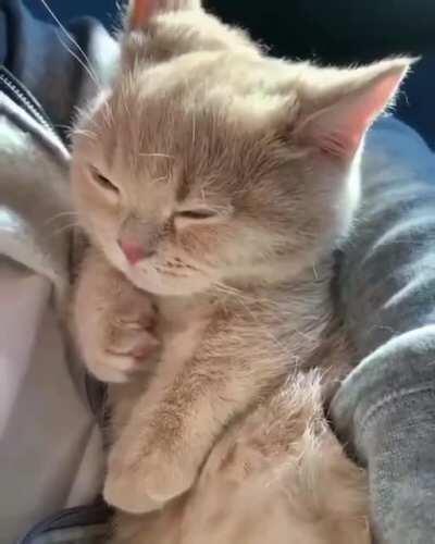 Sleepy kitty