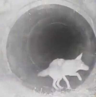 🔥 Badger coyote duo roaming and hunting together in the forest