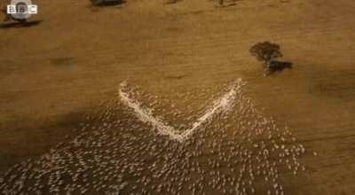 Australian farmer draws heart with sheep in tribute to aunt