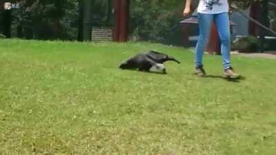 Little baby anteater running!