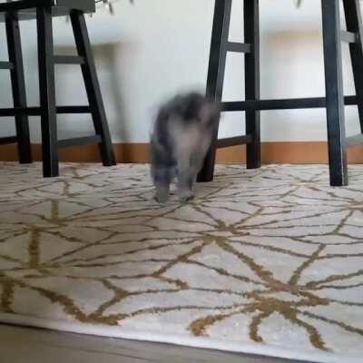 Somebunny likes the new rug!