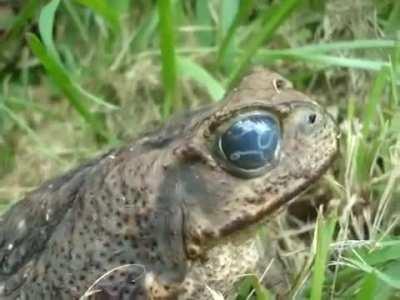 Parasitic larva living inside a toads eyeball