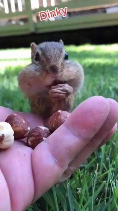 Chipmunks (Tamias) have large cheek pouches that allow them to transport food. These pouches can reach the size of their body when they are full.