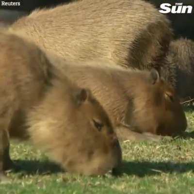 The ultra rich people of Buenos Aires built a gated community on the Capybara's natural habitat pushing them away. Now they are coming back.