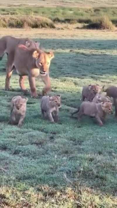 Cute Little baby lions!