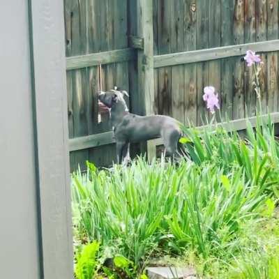 Caught my neighbor stealing… scritches through the fence from Reba.