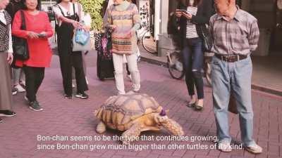 Mitani-san and His Pet Tortoise Bon-chan