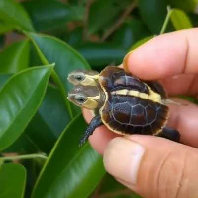 Double headed turtle