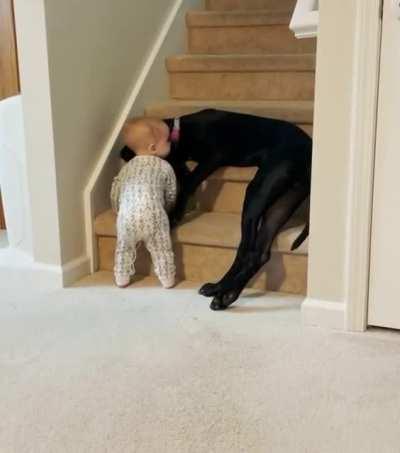 Protective puppy prevents little baby from climbing stairs