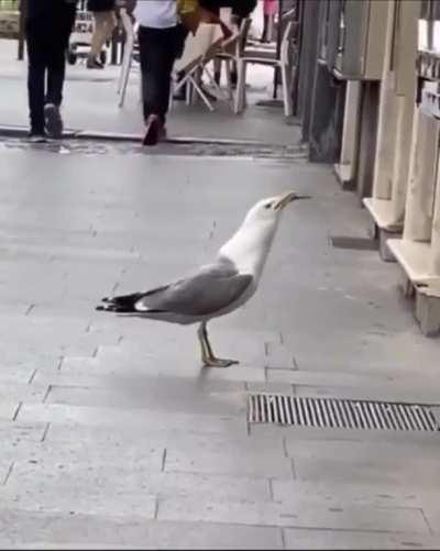 Seagull eats rat whole