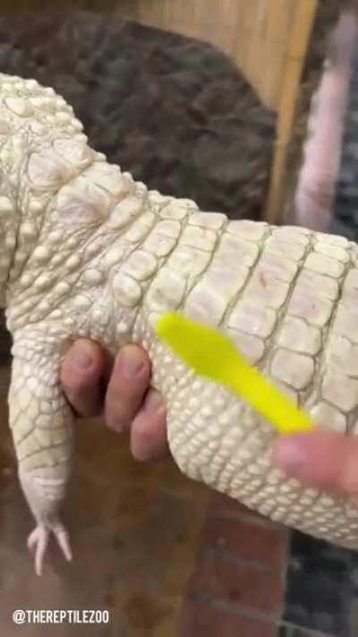 Coconut - An albino alligator who loves back scrubs