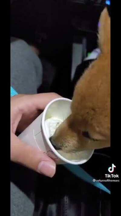 Puppacino (watch till end)