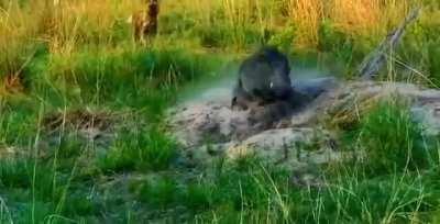 Boar sliding smoothly into its hole to escape a pack of wild dogs