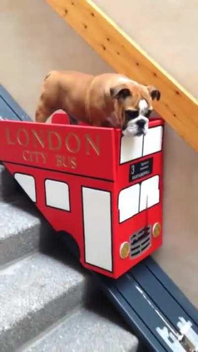 Dog Owner makes Bus Lift for Dog with Arthritis to get down the stairs