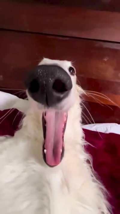 This is Lapsha LoopSnoot, She is My Favoritest LongBoye Long Dog in The World, LOMGoodness! She is Russian. Lapsha in Russian Means 