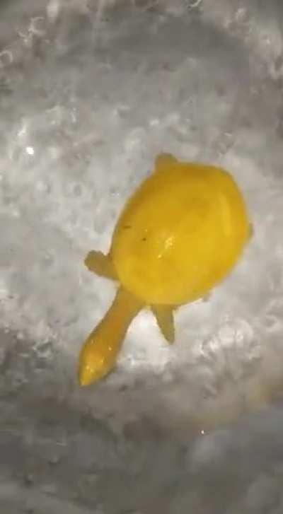 Extremely rare yellow turtle spotted in India