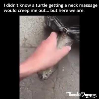 Rub the turtle