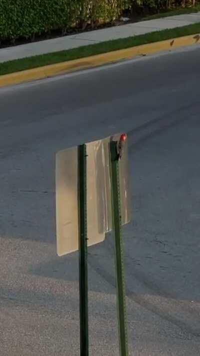 This woodpecker in my neighborhood hits this street sign every morning, I can’t help but imagine he’s thinking “Damn, this tree is impeccable!”