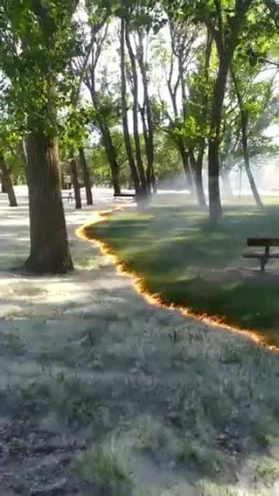 🔥 Fire Sweeping Through The Ground Turning Poplar Fluff Into Green Grass