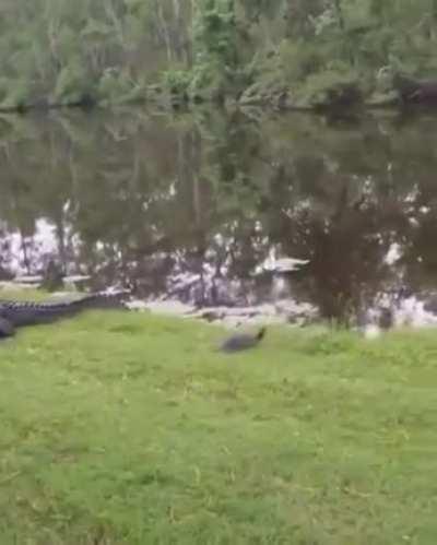 See ya later alligator, my turtle people need me