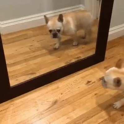 Frenchie walking by a mirror