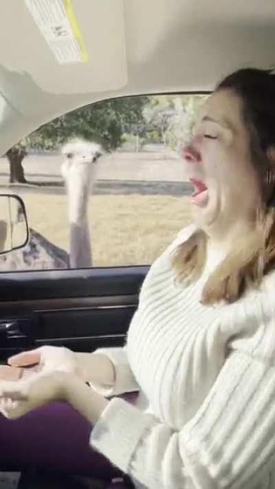 Feeding an ostrich