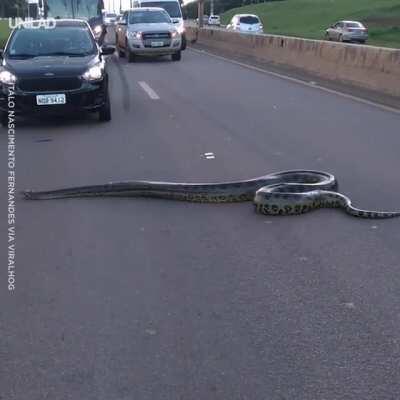 🔥 Massive Anaconda crossing the highway in Brazil.