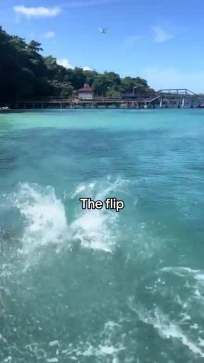 Dolphins are incredibly smart