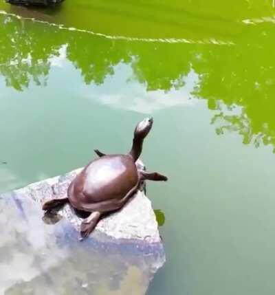 A turtle enjoying a nice little morning stretch by the creek