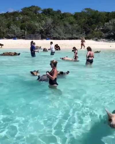 Pigs in the Bahamas love the water and will often swim with people at the beaches.