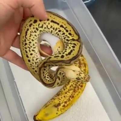 Banana snake