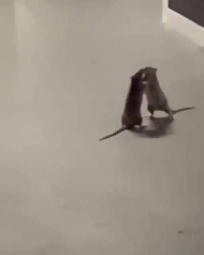 2 Rats have fight as Cat bystander watches