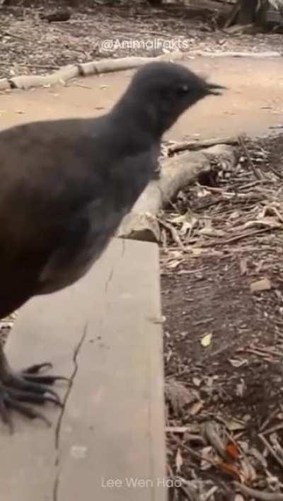 this Australian bird mimics everything