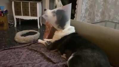 Dogs, recovering from minor surgery, singing and miaowing along music