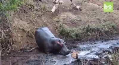 Hippo saves deer and then....