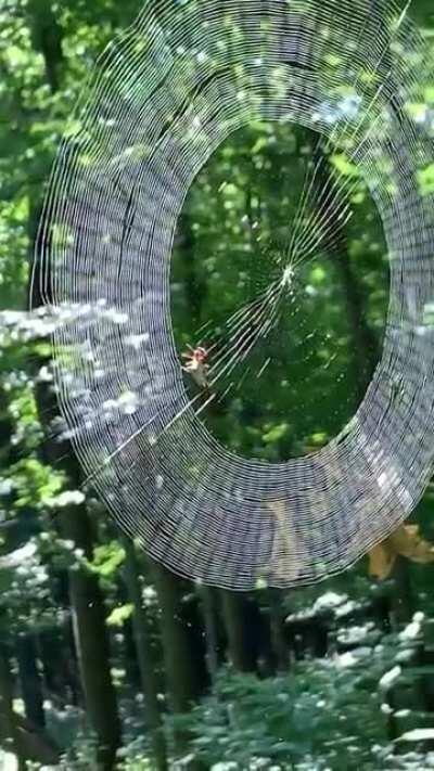 This is a perfect web