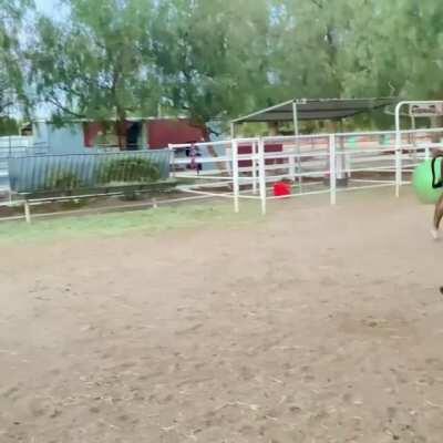 Sky (dog) was recovering from being neutered and couldn't hang out with his best friend Lewis for two weeks. Sky is fully healed so here they are playing again for the first time!