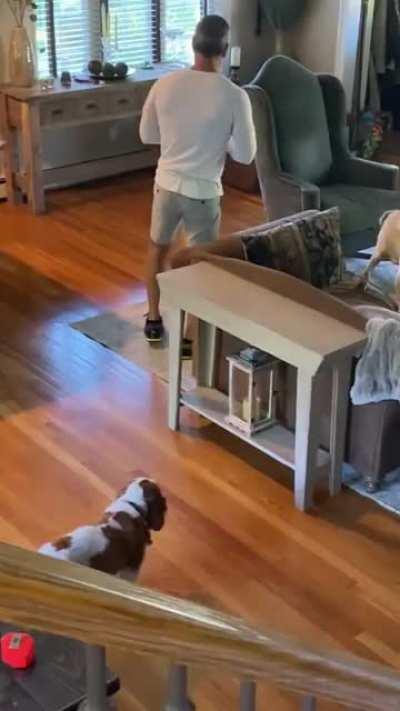 Smart puppy knows how to dance