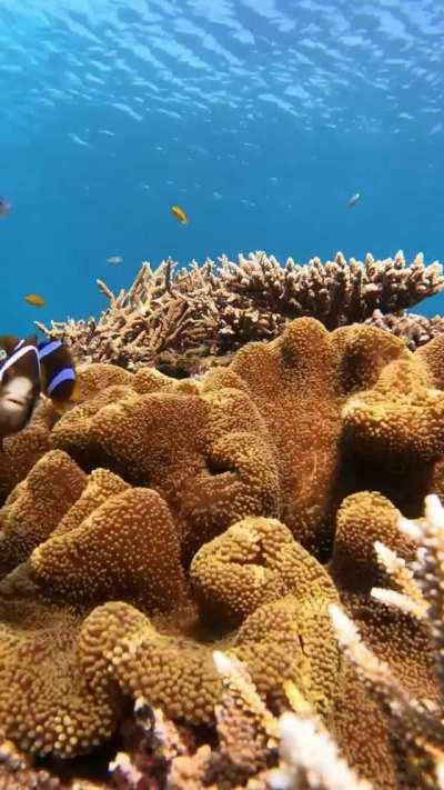 🔥 Anemonefish (Amphiprion akindynos) living in a Haddon's carpet Anemone🔥