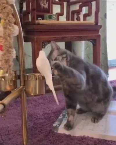 A cat gently pets a bird