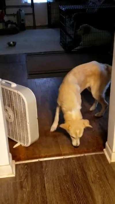 caught Sarah singing into the fan today 🤣 only caught he last few seconds of it but HOW CUTE IS SHE?! 😍