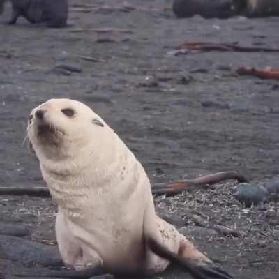 🔥 Wiggly fur seal