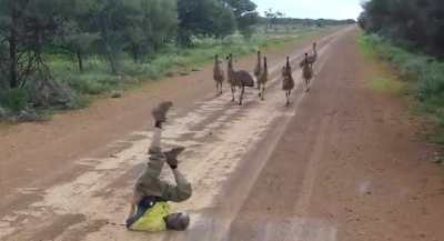 Emus fascinated by man’s impeccable air-cycling skills