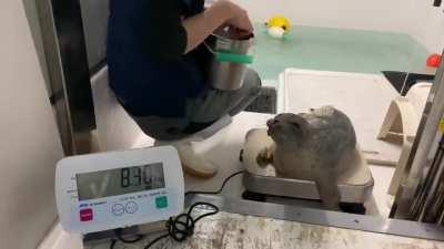 Arare's pup being weighed!