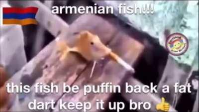 Smh 🇦🇲🚬🐟