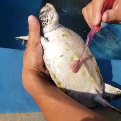 Scrubbing a rescued sea turtle's shell clean